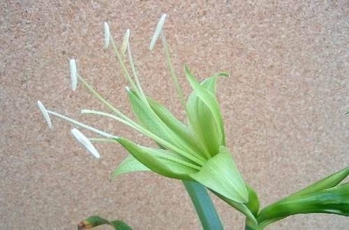 合适|不一样的朱顶红,就用不一样的土,合适的土才能让朱顶红长得棒