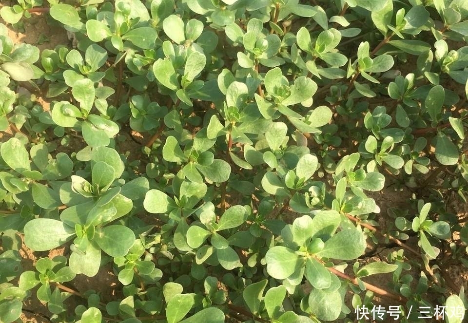 野菜|大家有吃过马齿笕吗,知道这种野菜有什么功效吗?