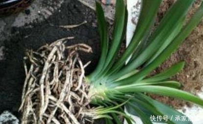 君子兰|张大爷养君子兰,入秋就浇2种水,一年最少2次花,太养根了!