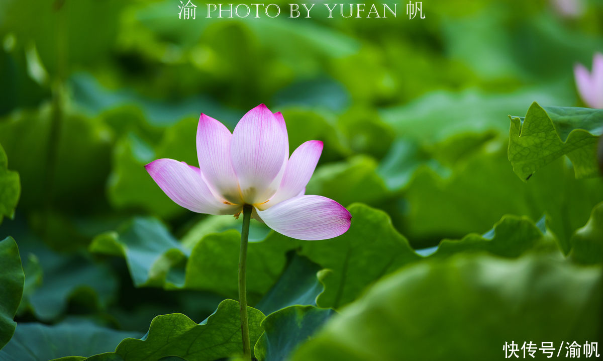 荷花|藏在广西大山中的湖泊，徐霞客为它曾跋涉千里，荷花盛放美成仙境