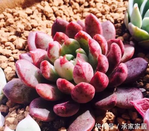 病害|4种进入“黑名单”的多肉,再便宜也不能买,谁买谁后悔!