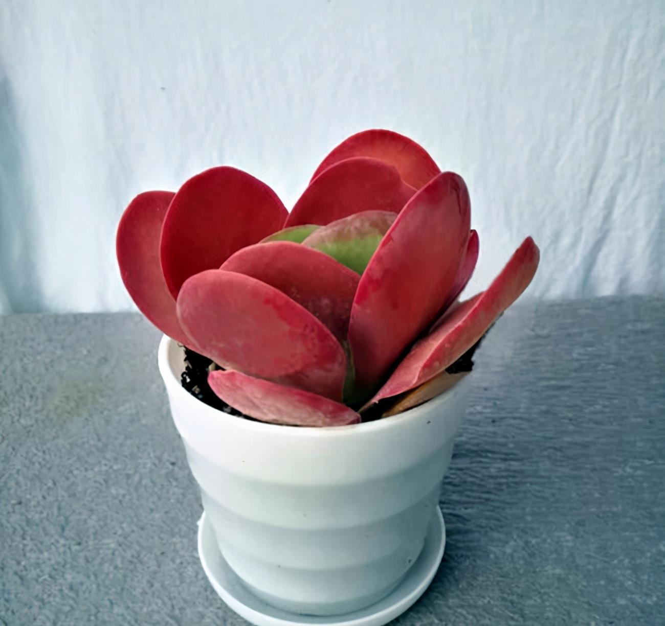 多肉养护专场,6种常见的多肉养护技巧,分享给你