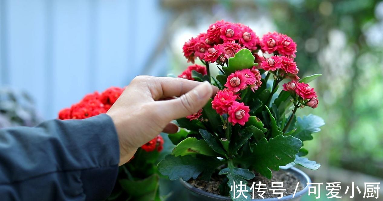 兰花|这6种好活的高颜值植物,老人最爱在家养殖