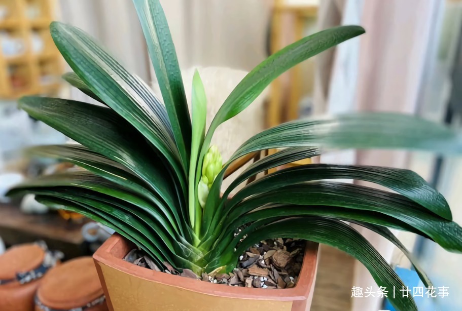 水肥|立秋之后,做好4件事,君子兰9月疯长,年底爆花