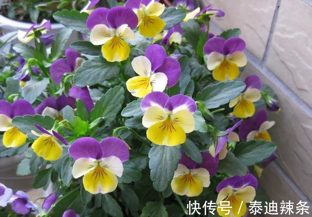 防盗窗养这5盆花,开花多、花期长,邻居看了都眼红