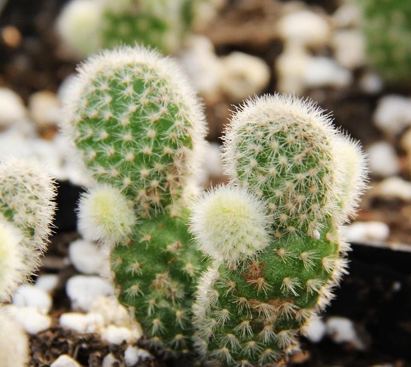 多肉出现“白毛”,其实是危险信号,遇到要赶紧解决