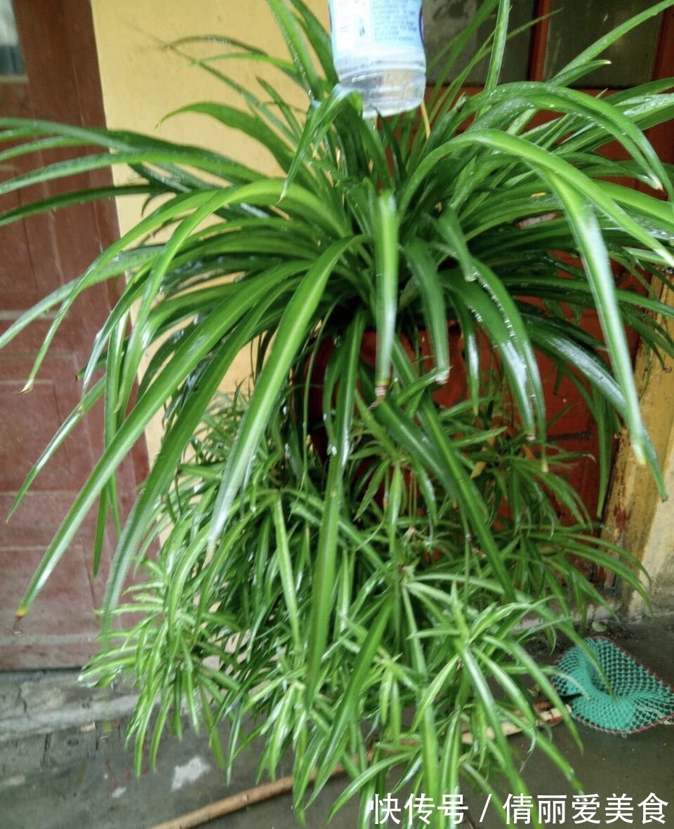 出门最容易“捡到”的5种花，拿回家剪几刀，不花钱成好看盆栽