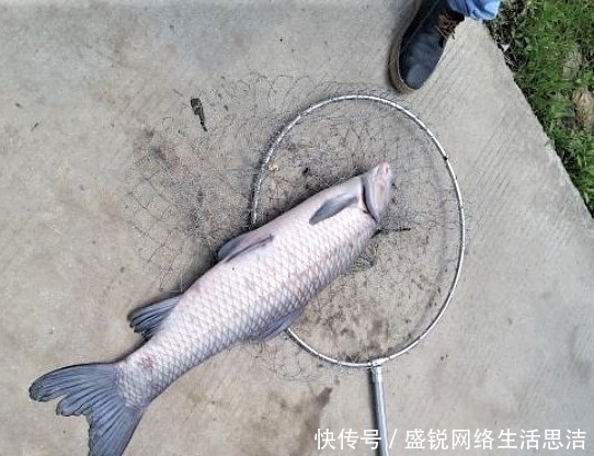 谨记|夏天野钓谨记这几点,新手变高手,原来钓鱼也有套路