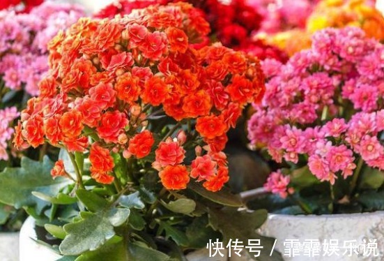 在家最适合养这3种花草,既好养寓意还佳,家人兴旺财源广