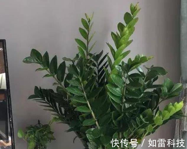 柠檬|客厅养上4种花，四季常青，寓意好，招财进宝，懒人最爱