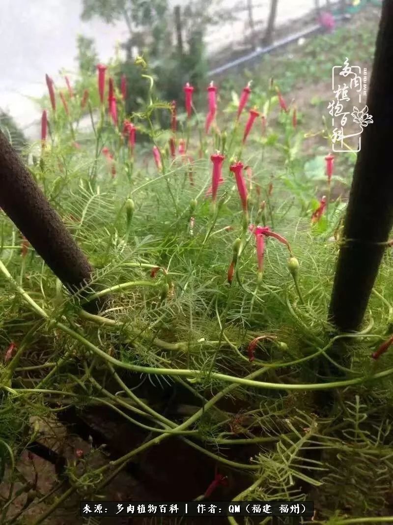 植物|寒山转苍翠，秋水日潺湲——多肉未央，睹物思人！