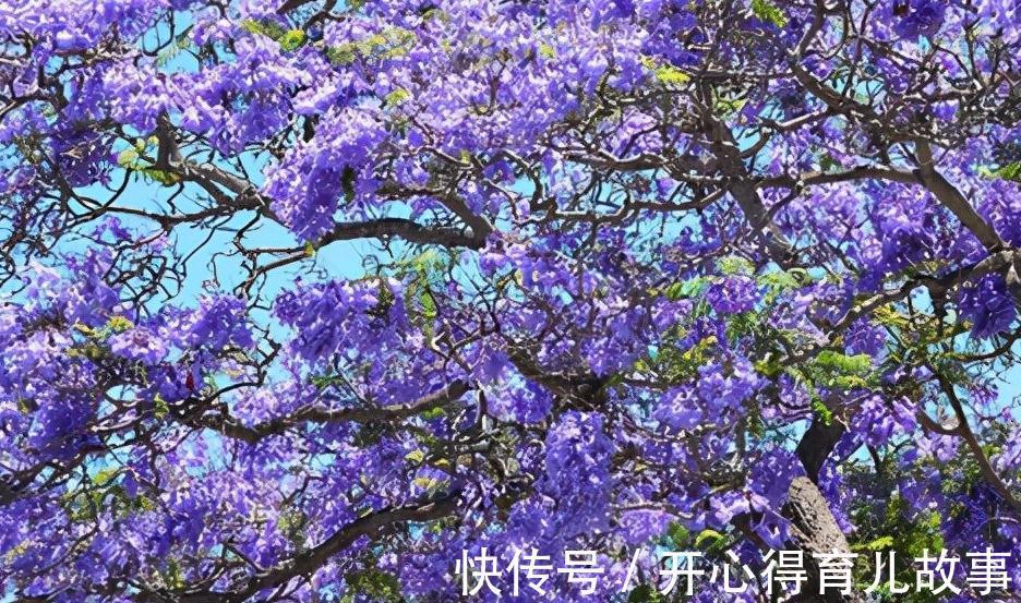 花若丹凤之冠|名字好听的15种花，你见过几个