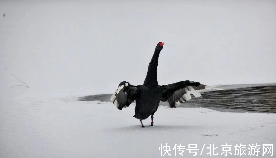 一夜之间|来啦！多图带你看紫禁城瑞雪，还有卖萌的熊猫、嬉戏的老虎~