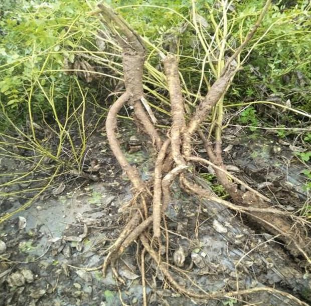 它如今的数量再也经不起采挖,若你家乡也有,请重点保护,别不知