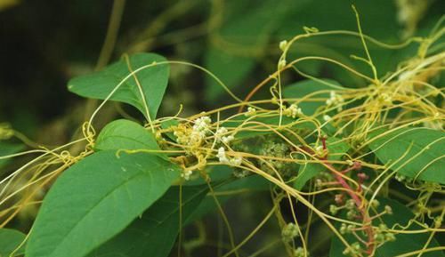 农村这种“阎王草”,危害非常大,却有补肾益精的功效