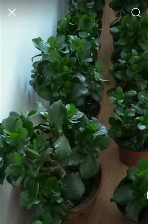 给长寿花晒太阳，天天来回挪动长寿花可以吗？