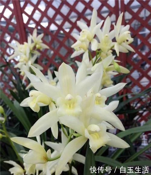 白雪公主|兰花界的新宠“白雪公主”，花色素雅，香味扑鼻，新手也能养好