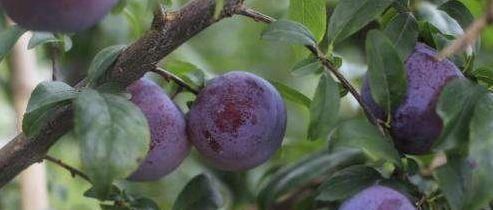 春天养生，推荐常吃三种食物，排毒养颜，延缓衰老，早吃早好