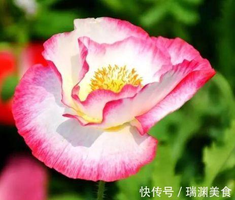 爆盆|4种花很漂亮,好养易活能爆盆,花色鲜艳夺目,花朵美艳迷人