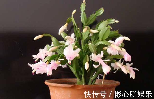 薄叶|蟹爪兰“红叶、薄叶”怎么办2招帮你救花，叶子精神绿油油！