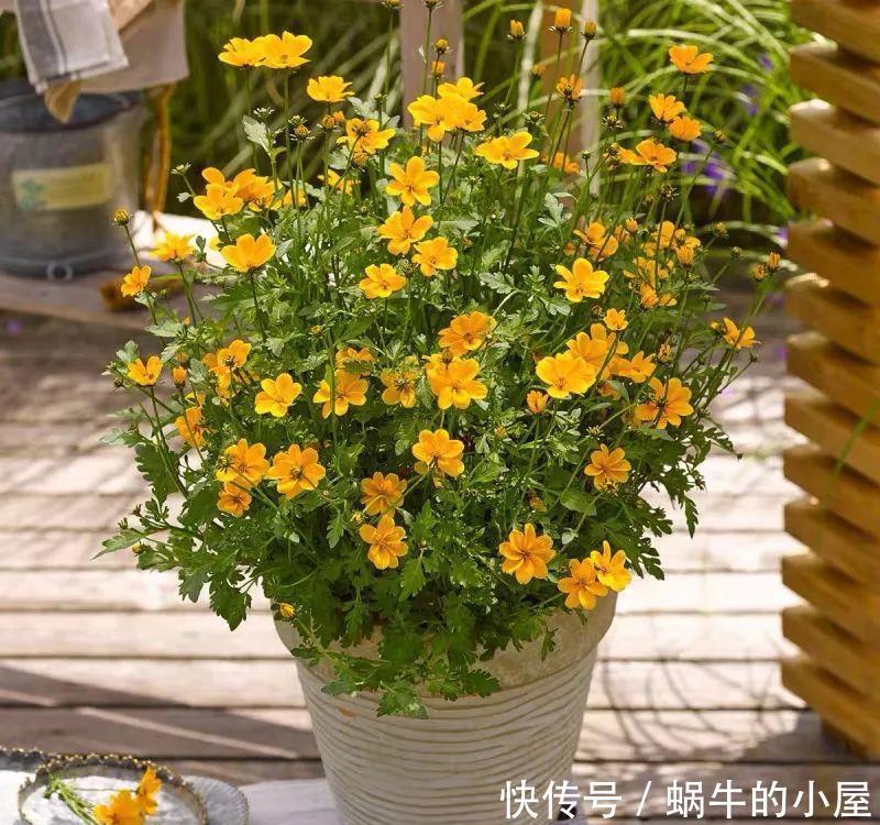 名字土掉渣、开花却很漂亮的8种花,你家养过几种?