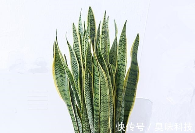 养花|给虎皮兰和君子兰加点零食,比施肥长得好,常年长势茂盛