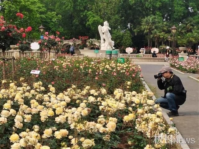 青山和平公园月季节来啦！150多个品种7万余株月季等你来打卡