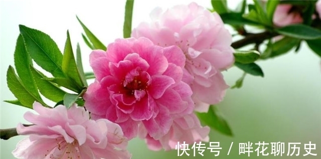 石楠&唐诗解红楼梦之谜,端正楼前相思树,是桃花还是石楠?