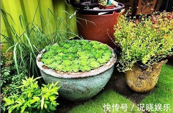 种花|30斤的大水缸,拿来养花成宝贝,怪不得都抢着要
