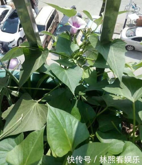 红薯|秋天剪下1根红薯藤,插盆土里,一个冬天吃不完,收获一茬又一茬