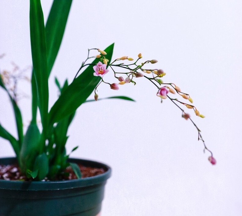 天气转暖,建议少买4种花,观花时间短不说,还难度夏