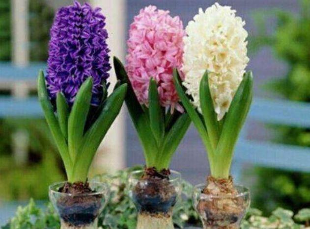 4种富贵花,对待新手很友好,开花漂亮,好打理,花开不断