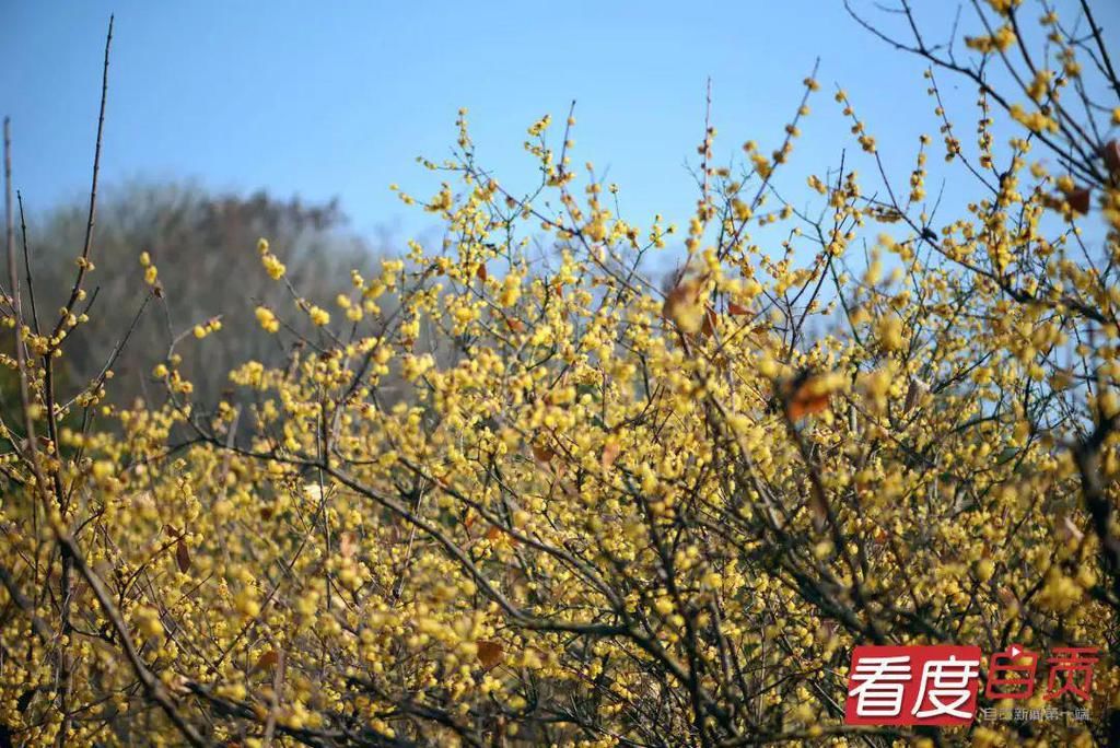 腊梅飘香马鞍山