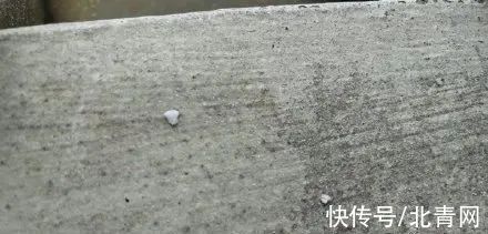 上海市气象局|上海的“头皮雪”，下得很认真