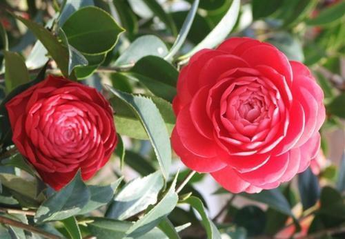 冬天养茶花,了解掌握3个要点,开出层叠群花,谁见了都夸美!