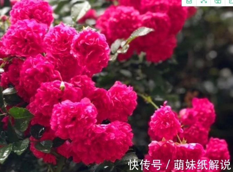 “4种花”埋土里就活,不用管也能花开不断,好养易活开成花海!