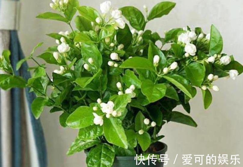 秋冬茉莉花有“3怕”，及时避开安全过冬，来年开花会更多