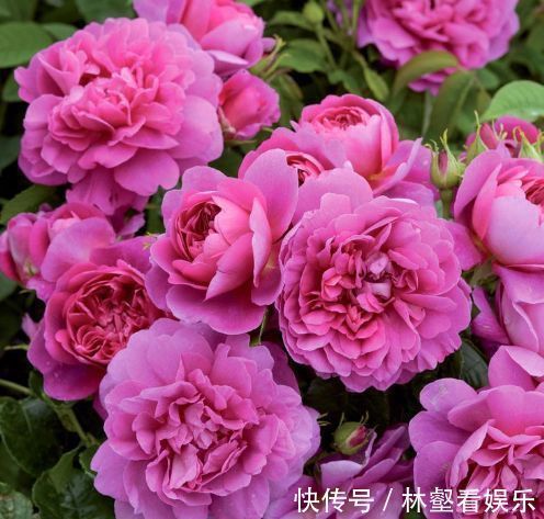 喜欢玫瑰，不妨试试“珍品玫瑰”安妮公主，丰腴婀娜，芳姿耀眼