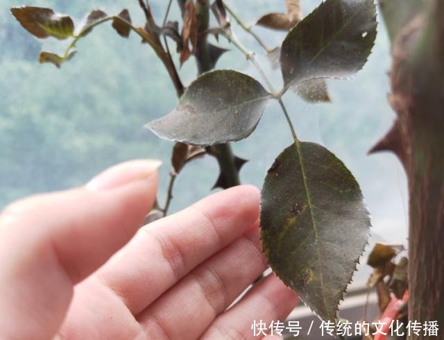 家里的月季,遭受了“虫害”,别拖着,教你4个“小方法”消灭掉!