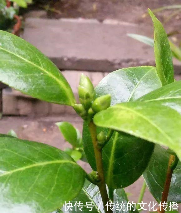 十一前后养3种花，冬天能看雪赏花！十一前后养3种花，冬天能看雪赏花！