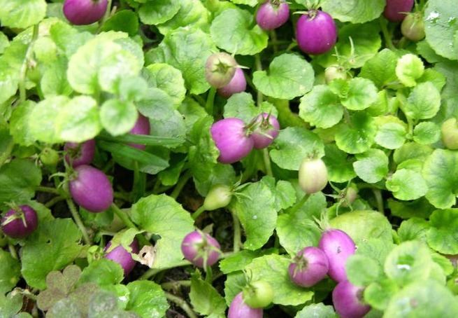 地茄子|专家每天当零食吃几个,活血祛湿,不想每天疲惫不堪的可试试