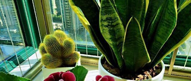 叶子|人家的虎皮兰,叶子长得又直、又挺,原来是这么养的