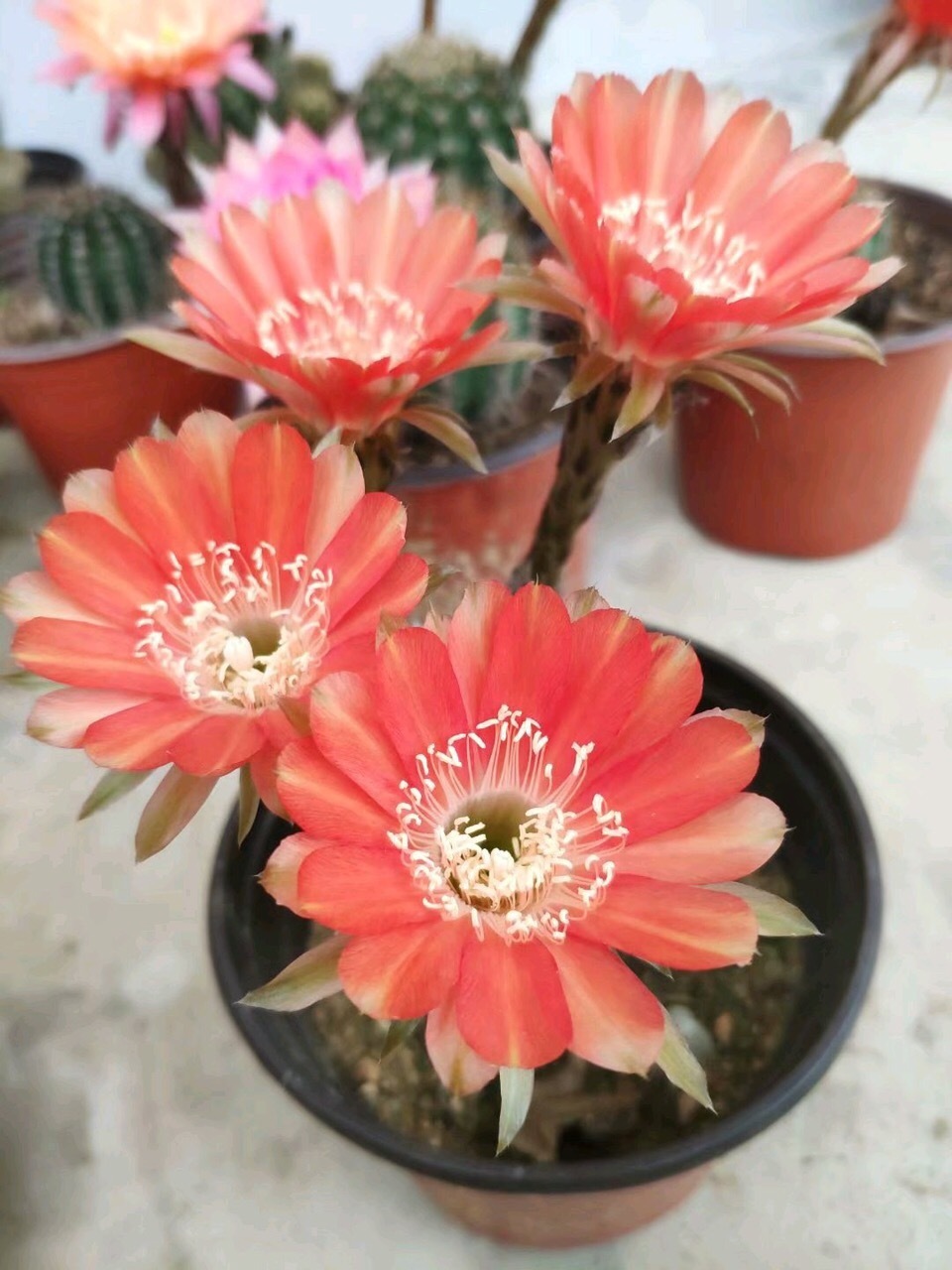  呼呼|常见的2种花，夏天多“切几刀”，才能呼呼冒“新芽”，翻倍的长