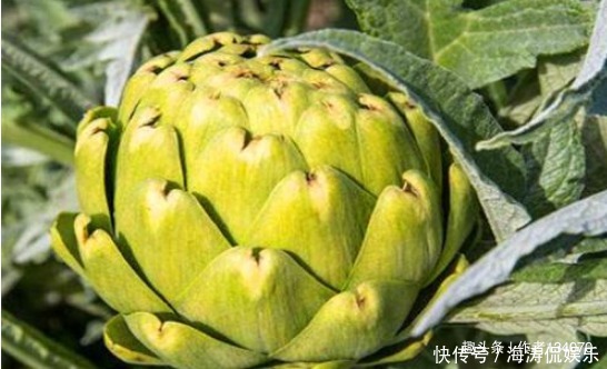 女性|女性想要身體好，堅(jiān)持吃4種食物，排出毒素，滋養(yǎng)女性子宮