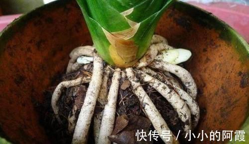 紫砂|君子兰换盆之后有几个注意事项，做好就省下了“缓苗”