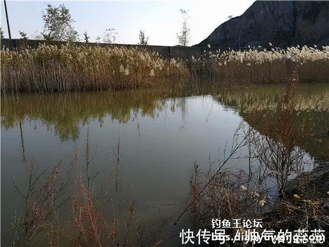 大鲫|腥香酒米山塘钓大鲫