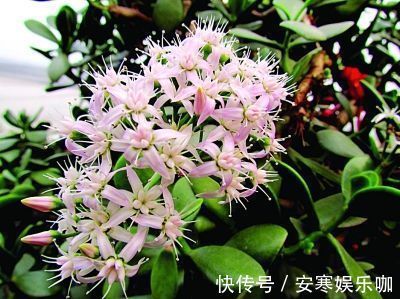 养花高手,能把普通的植物“养开花”,比如虎皮兰、富贵竹、玉树