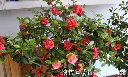 花卉|山茶花养护时，用这3个“小套路”，花朵蹭蹭冒不停，轻松开爆盆