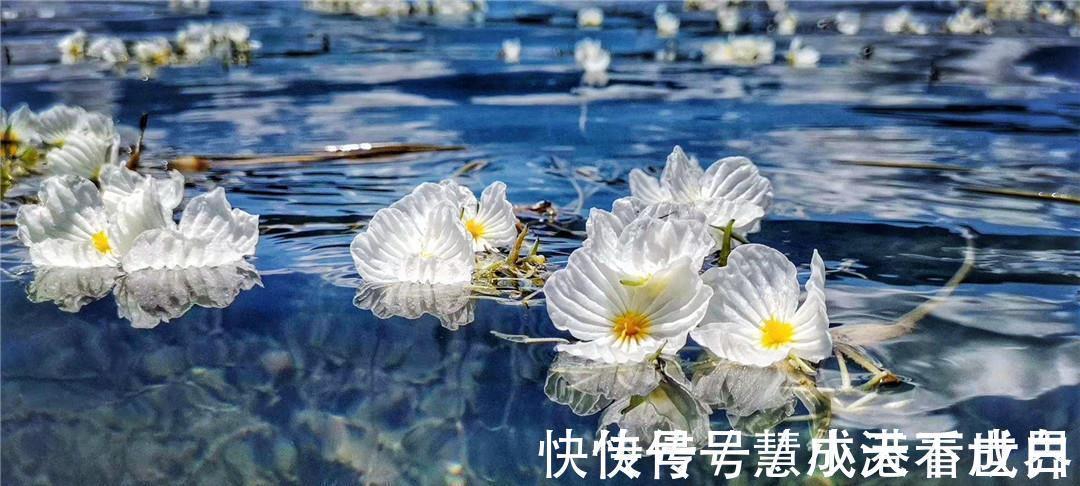 泸沽湖|世界上最纯洁的花，花瓣透明如水晶，每当下雨就会“变脸”