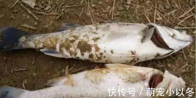 鱼汤|吃鱼有讲究,这些鱼已被列入“黑名单”,再好吃也不能给娃吃一口